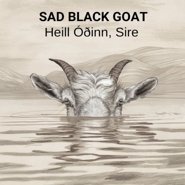 Sad Black Goat - Heill Ó​ð​inn, Sire 2024