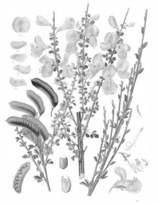 Детализация окончания ветки, цветка и плода ракитника венечного или шотландской метёлки