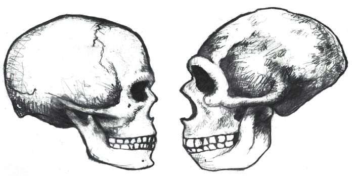 Modern Homo Sapiens skull vs Ancient Homo Sapiens Skull